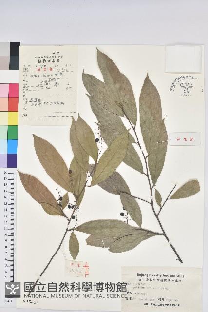 五月茶藏品圖，第1張