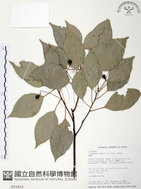 樟樹藏品圖，第1張