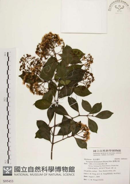 臺灣赤楠藏品圖，第1張