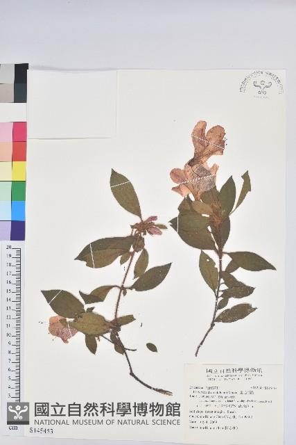 金毛杜鵑藏品圖，第1張