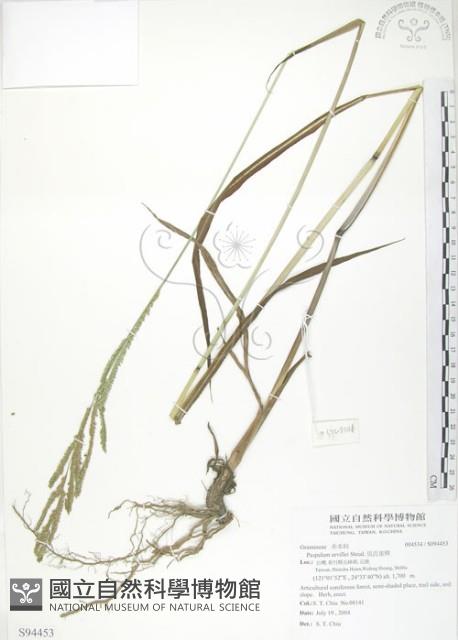 吳氏雀稗藏品圖，第1張