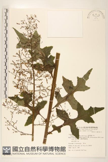 臺灣福王草藏品圖，第1張