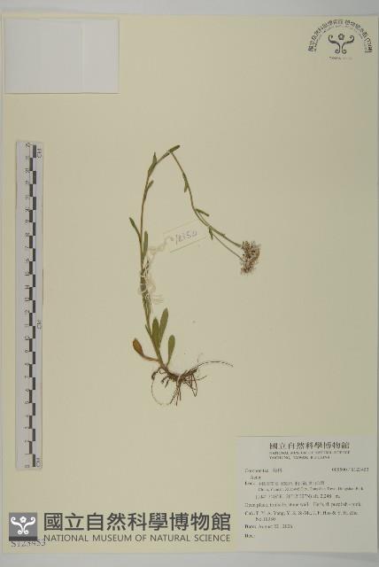 登錄號:S123453藏品圖，第1張