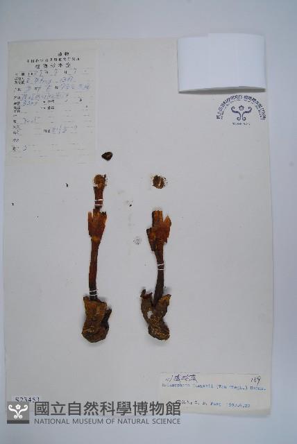 川藏蛇菰藏品圖，第1張