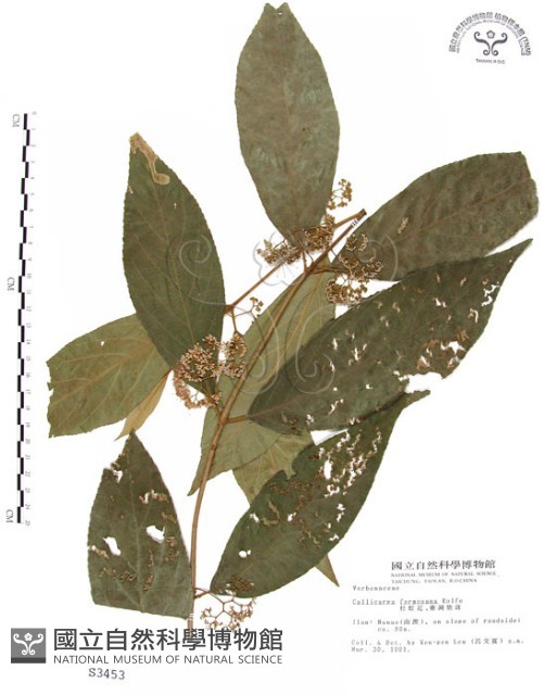 杜虹花，台灣紫珠藏品圖，第1張