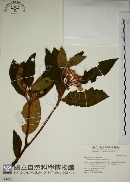 野牡丹藏品圖，第1張