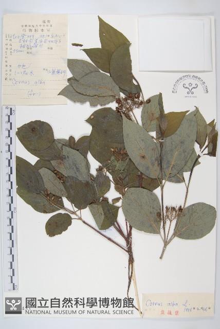 紅瑞木藏品圖，第1張