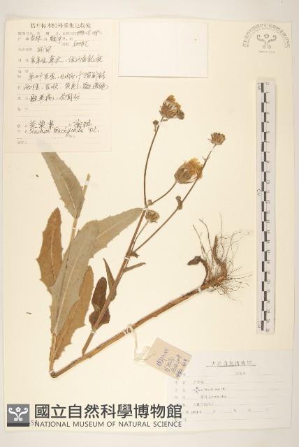 長裂苦苣菜藏品圖，第1張