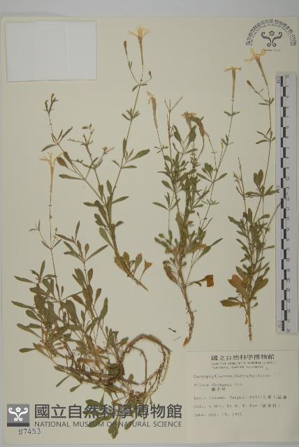 蠅子草藏品圖，第1張