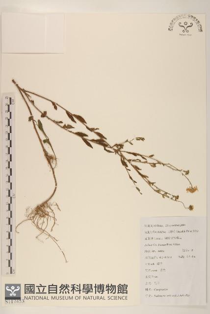 雞兒腸藏品圖，第1張