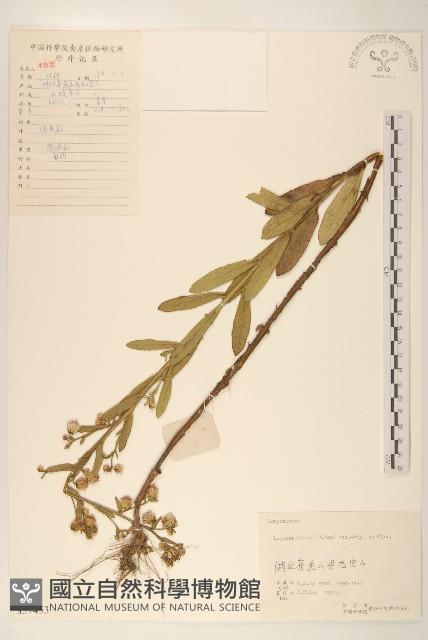 六角草藏品圖，第1張