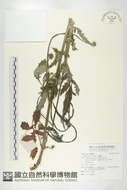 川續斷藏品圖，第1張