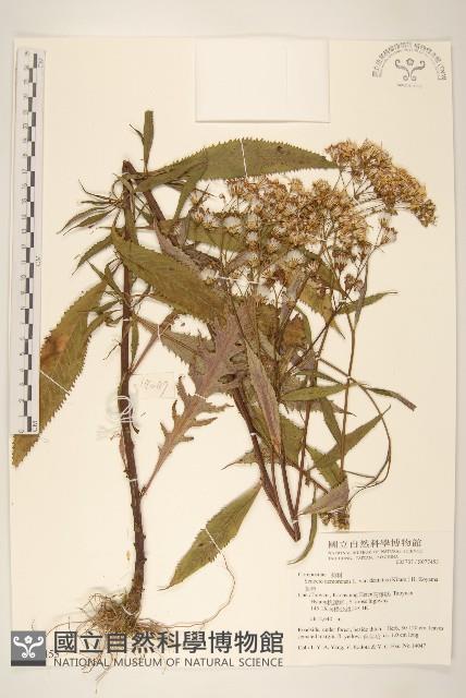 黃菀藏品圖，第1張