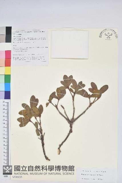 短花杜鵑藏品圖，第1張