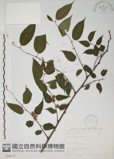 小桑樹藏品圖，第1張