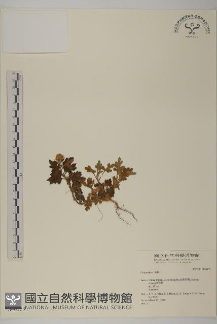 登錄號:S046153藏品圖，第1張