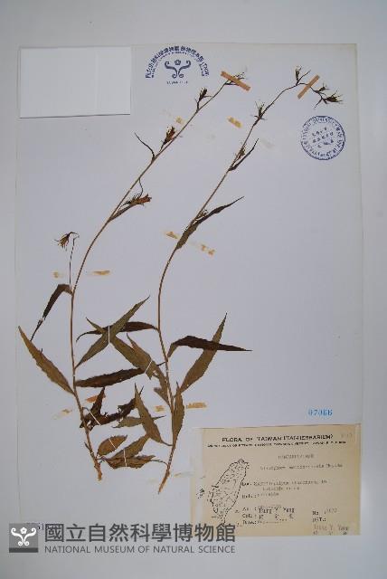 玉山沙參藏品圖，第1張