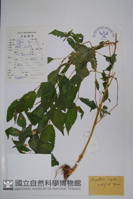 光銳鳳仙花藏品圖，第1張