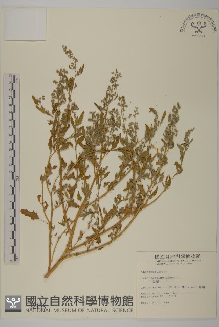 藜、灰藜藏品圖，第1張