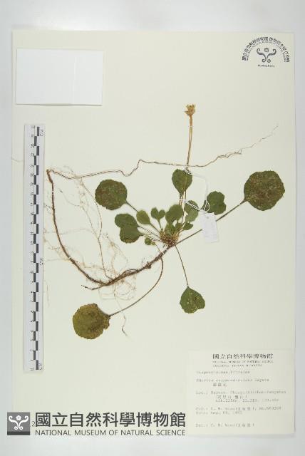 裂緣花藏品圖，第1張