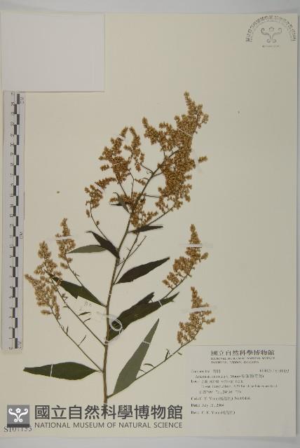 珍珠蒿、奇蒿藏品圖，第1張