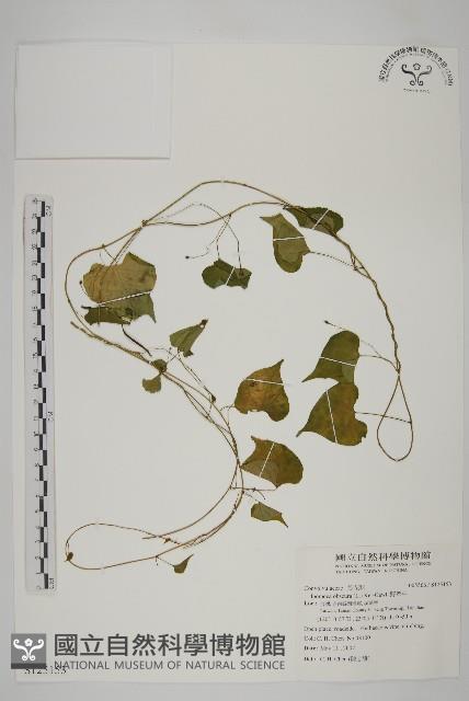 野牽牛藏品圖，第1張