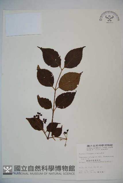 臺灣蝴蝶戲珠花、臺灣蝴蝶花藏品圖，第1張