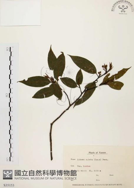 山胡椒藏品圖，第1張