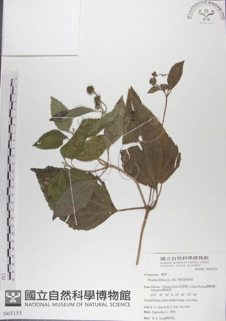 雙花蟛蜞菊藏品圖，第1張