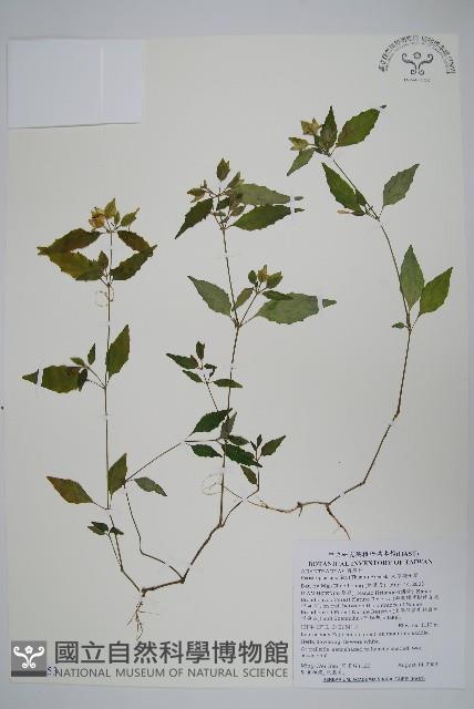 九頭獅子草藏品圖，第1張