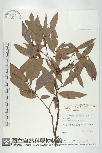 軟毛柿藏品圖，第1張