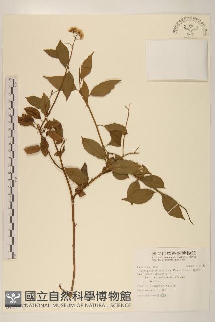 小舌菊、蔓綿菜藏品圖，第1張