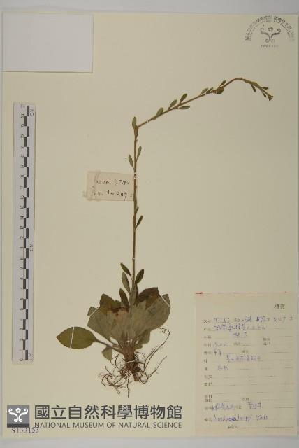 長穗兔兒風藏品圖，第1張