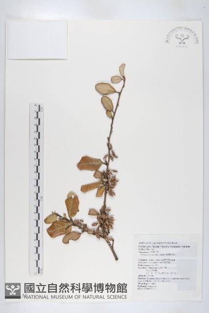 Formosan Elaeagnus Collection Image, Figure 1, Total 2 Figures