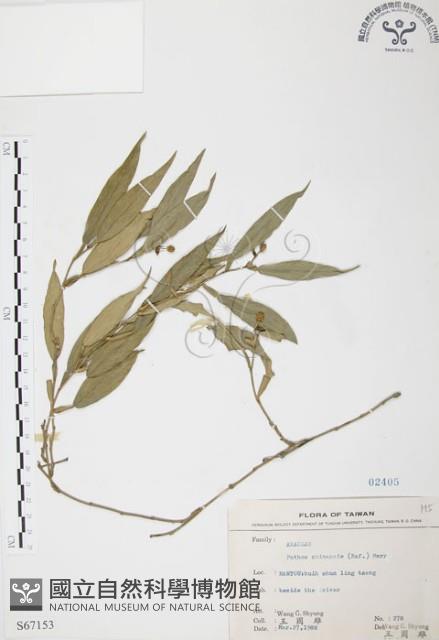 柚葉藤藏品圖，第1張