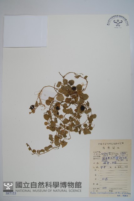 普剌特草藏品圖，第1張