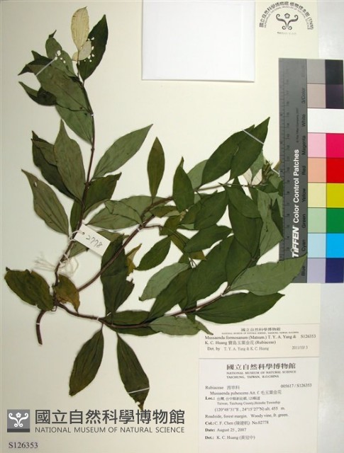 寶島玉葉金花藏品圖，第1張