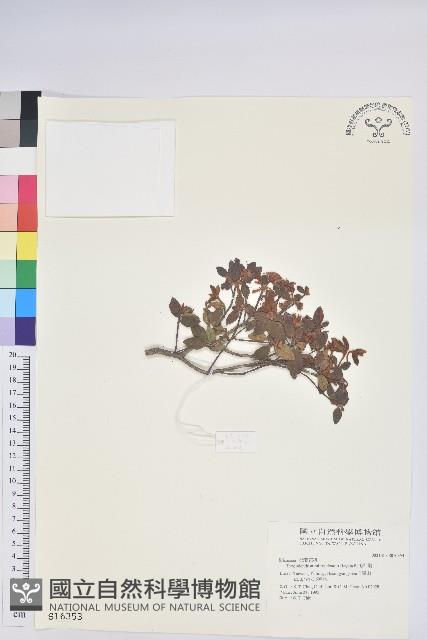 紅毛杜鵑藏品圖，第1張