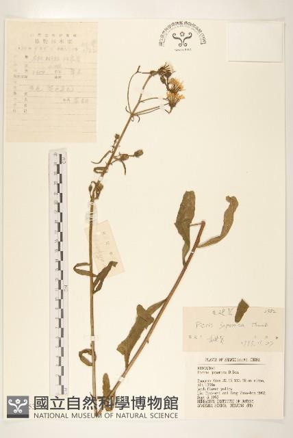 毛蓮菜藏品圖，第1張