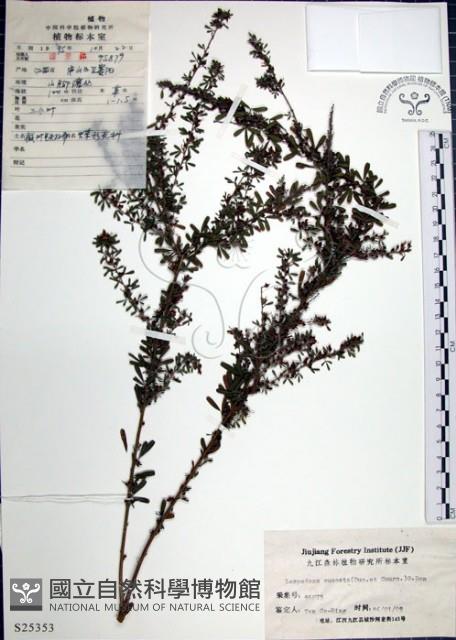 鐵掃帚、千里光藏品圖，第1張