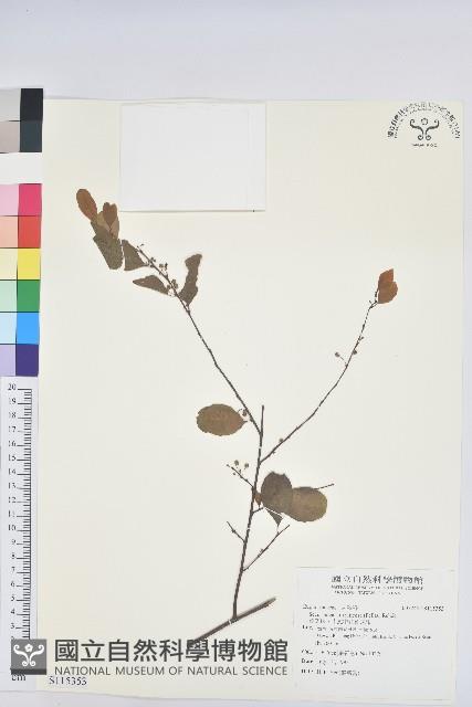 葉底珠、市蔥密花葉底珠藏品圖，第1張