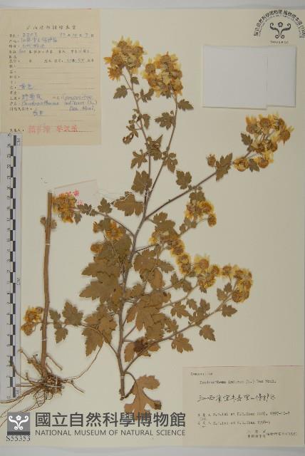 油菊、野菊藏品圖，第1張