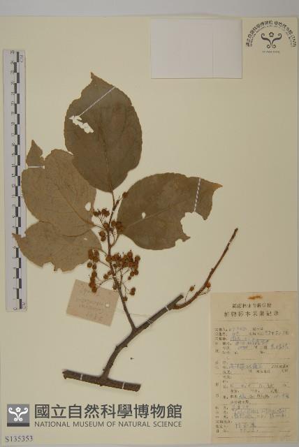 南蛇藤藏品圖，第1張