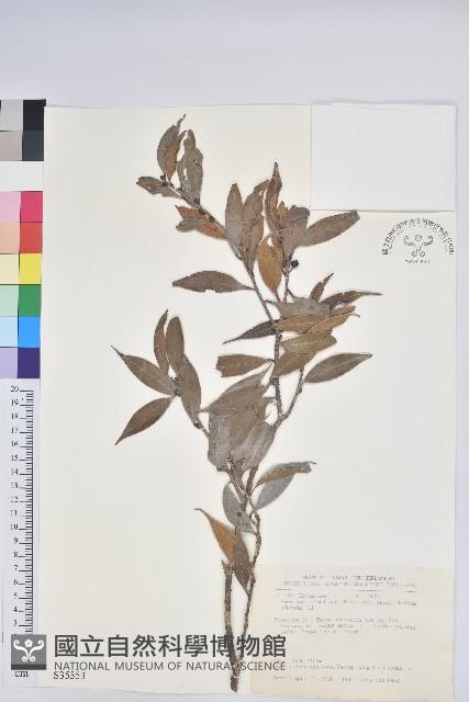 珍珠花、長尾葉越橘藏品圖，第1張