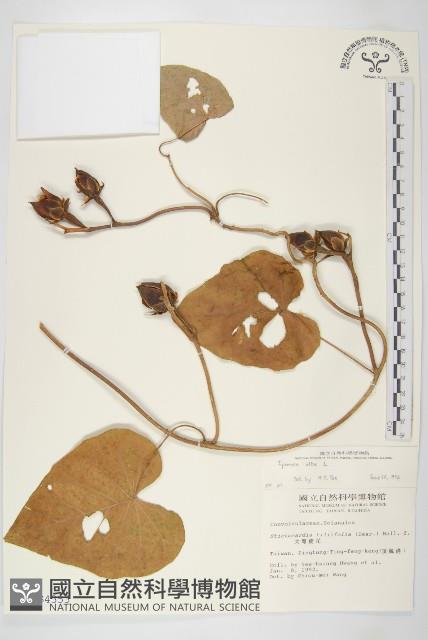 天茄兒藏品圖，第1張