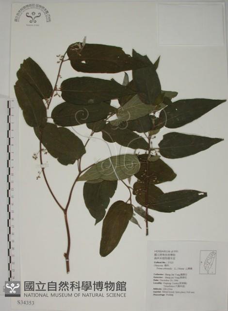 山黃麻藏品圖，第1張