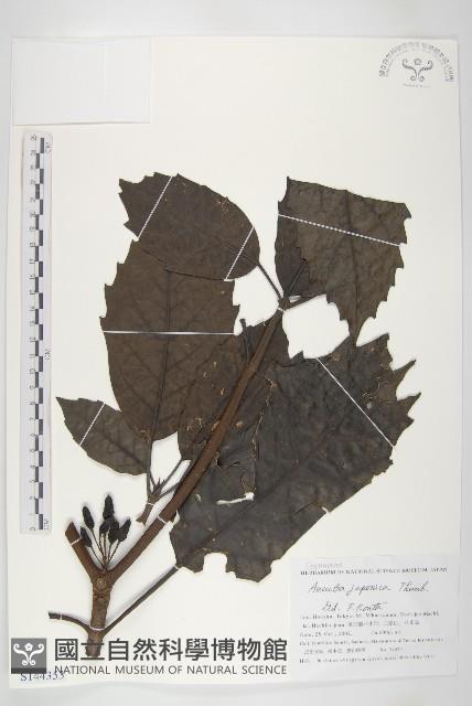 Accession Number:S144353 Collection Image, Figure 1, Total 2 Figures