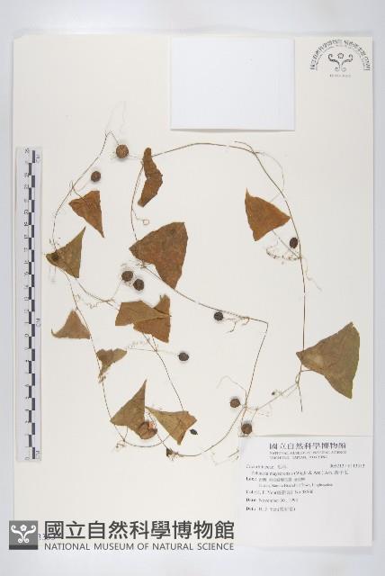 鈕子瓜藏品圖，第1張