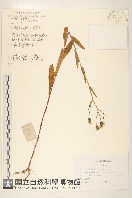 興安毛蓮菜藏品圖，第1張