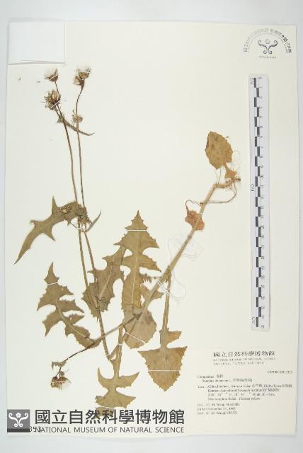 苦滇菜、苦菜藏品圖，第1張